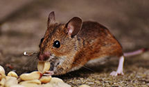 24 Hour & Emergency Exterminators in Arms Control And Disarm Agy, DC